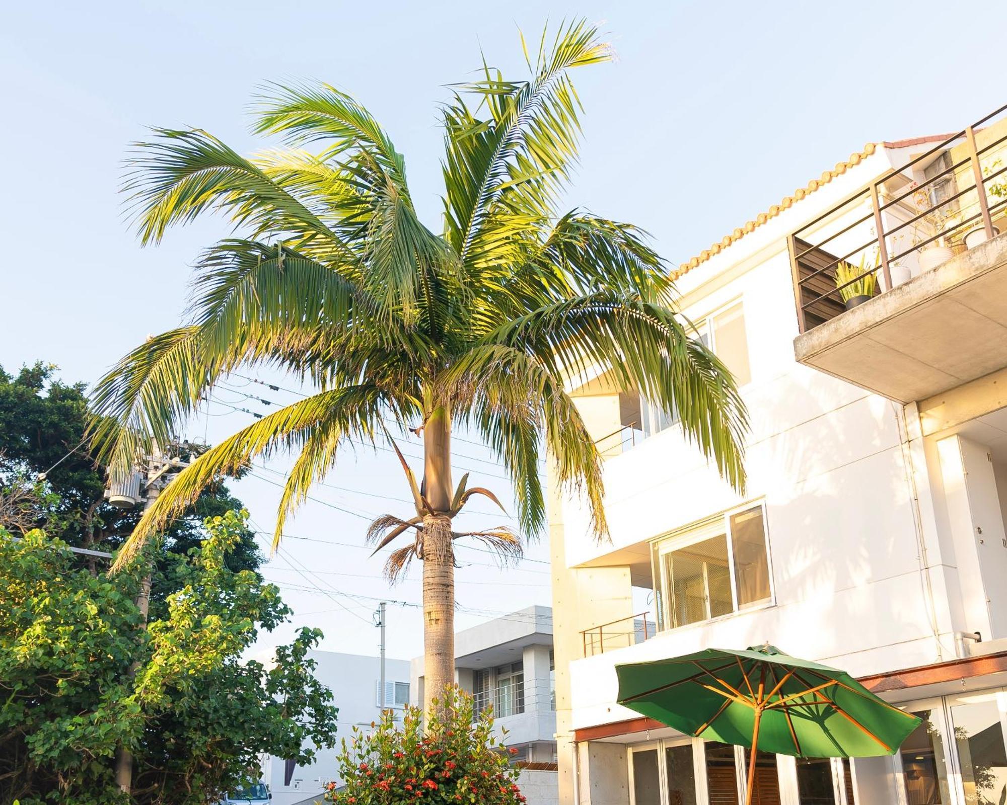 Sky Ocean - Ishigaki Eco-Resort - Newly Renovated מראה חיצוני תמונה